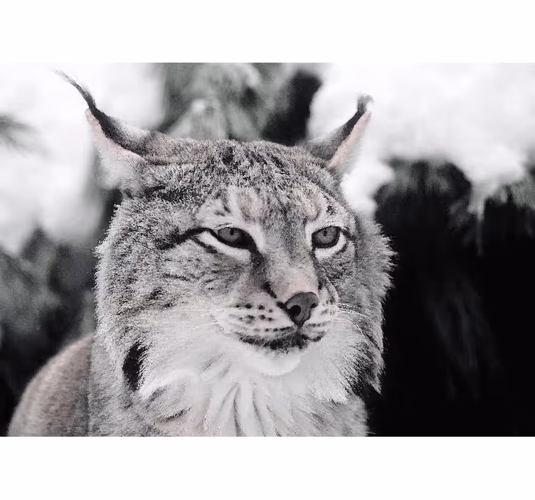 Ilves intensiivinen katse eläin valokuvatapetti - Tenstickers