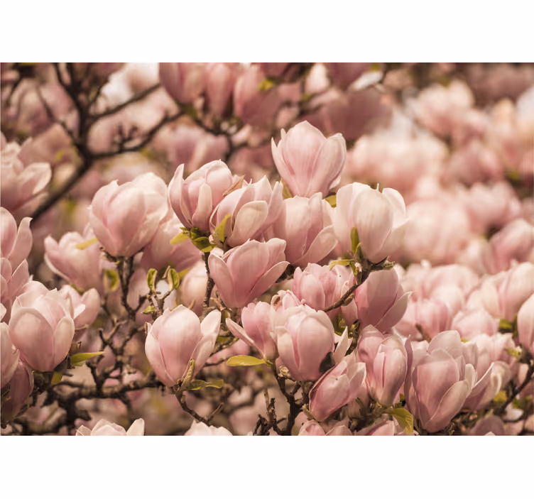 Kukkiva magnolia kukka valokuvatapetti - Tenstickers