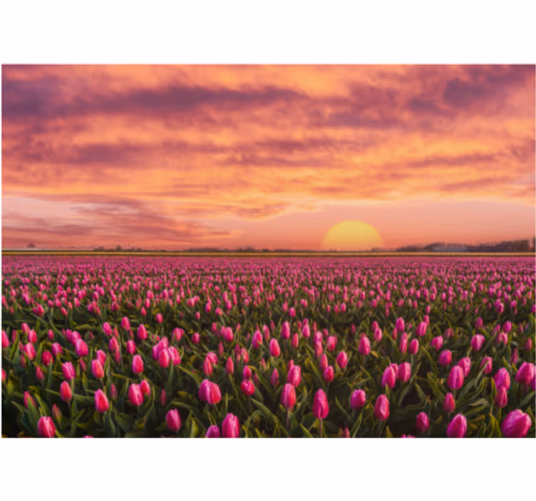 Tulppaanikenttä auringonlasku kukka valokuvatapetti - Tenstickers