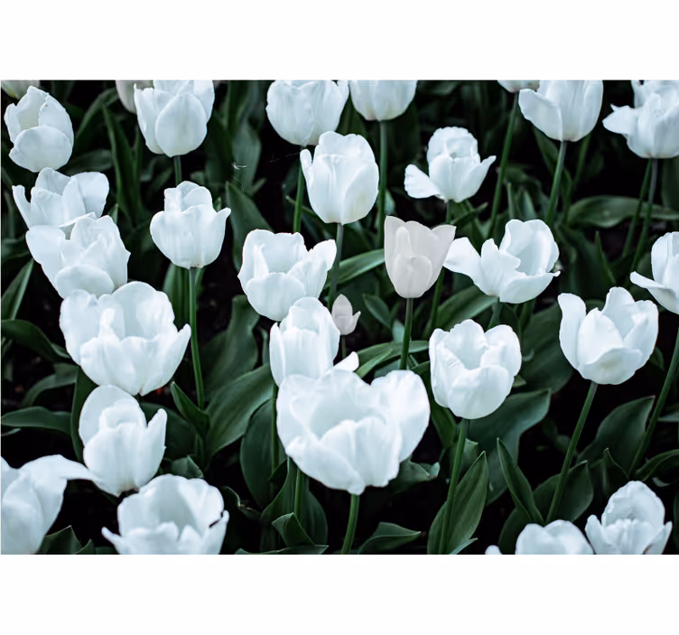 Elegantit valkoiset tulppaanit kukka valokuvatapetti - Tenstickers
