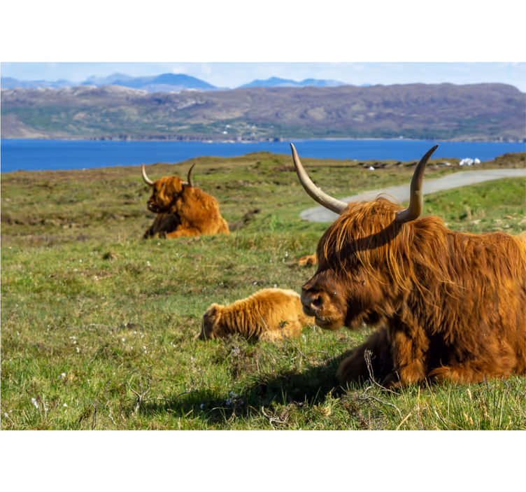 Luonto valokuvatapetti highlandin karjan laiduntaminen - Tenstickers