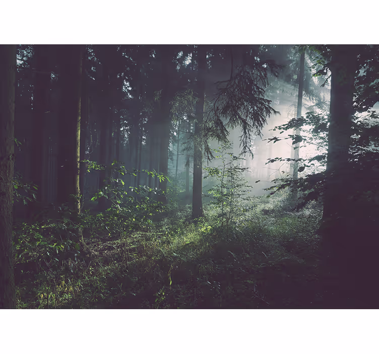 Syvä vaaleanvihreä valokuvatapetti metsä - Tenstickers