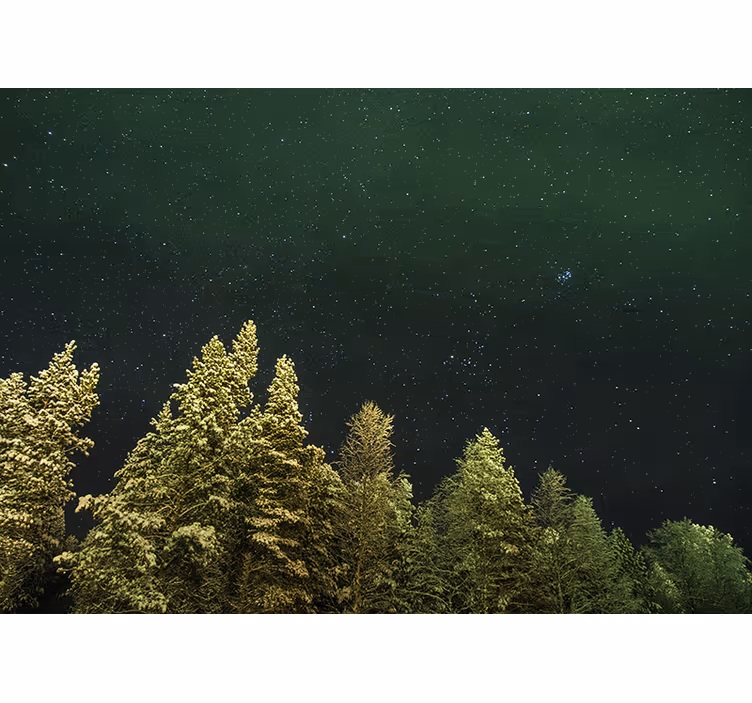 Käytävä vaaleanvihreitä puita valokuvatapetti metsä - Tenstickers