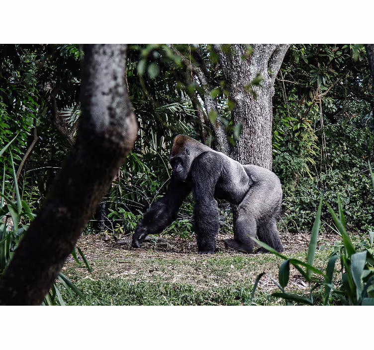 Majesteettinen gorilla kävelee eläin valokuvatapetti - Tenstickers