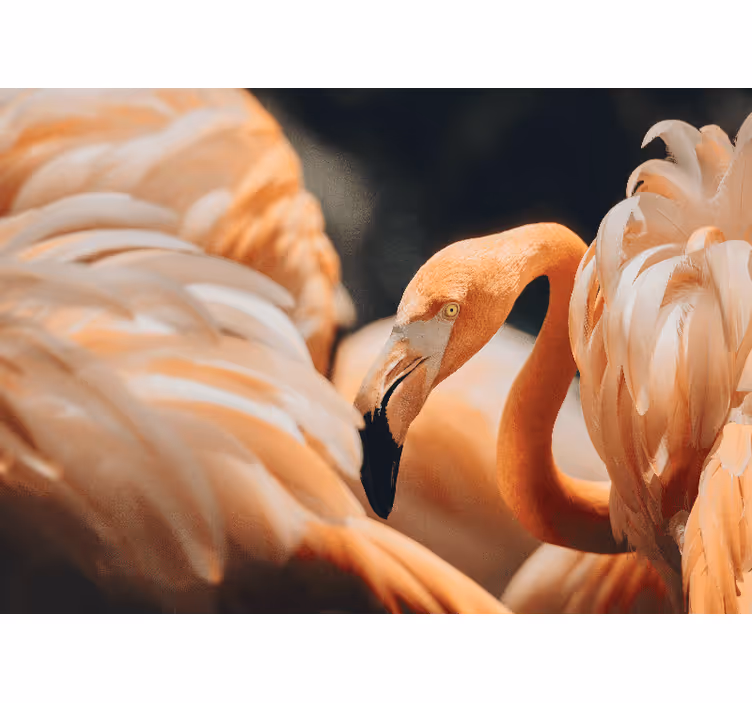 Muut eläimet valokuvatapetti elegantti flamingokohtaus - Tenstickers
