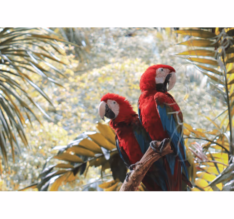 Scarlet macaw parivaljakko eläin valokuvatapetti - Tenstickers