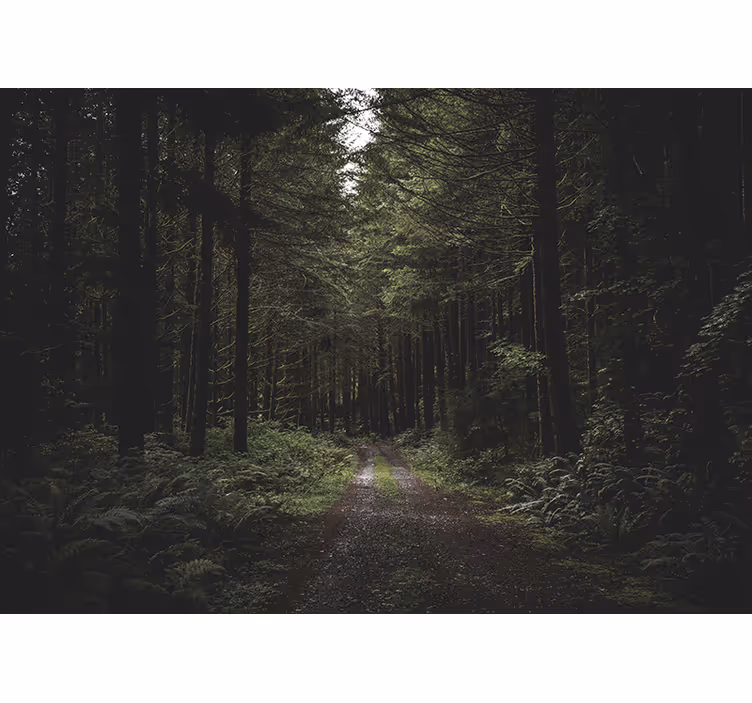 Katu pimeän metsän läpi valokuvatapetti metsä - Tenstickers