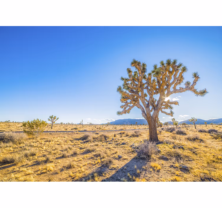 Joshua tree maisemavaloa vuori valokuvatapetti - Tenstickers