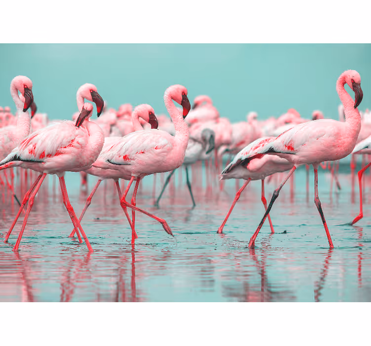 Flamingo parvi kävely eläin valokuvatapetti - Tenstickers