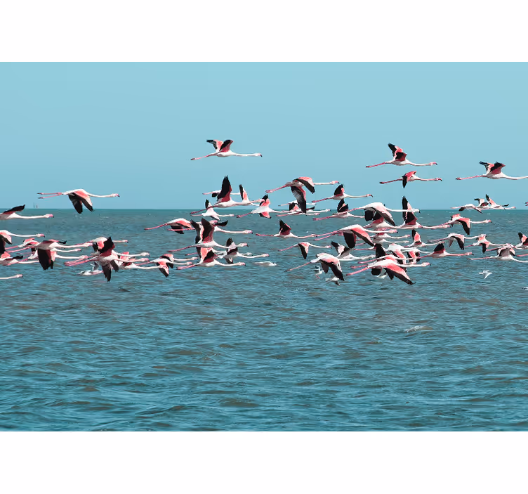 Flamingot vedessä eläin valokuvatapetti - Tenstickers