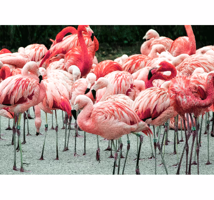 Flamingo parvi eläin valokuvatapetti - Tenstickers