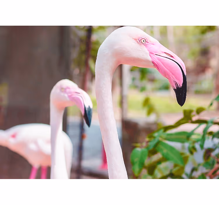 Tyylikkäät flamingopari muut eläimet valokuvatapetti - Tenstickers