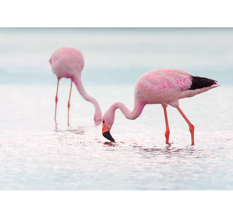Flamingojen ruokintakohtaus eläin valokuvatapetti - Tenstickers