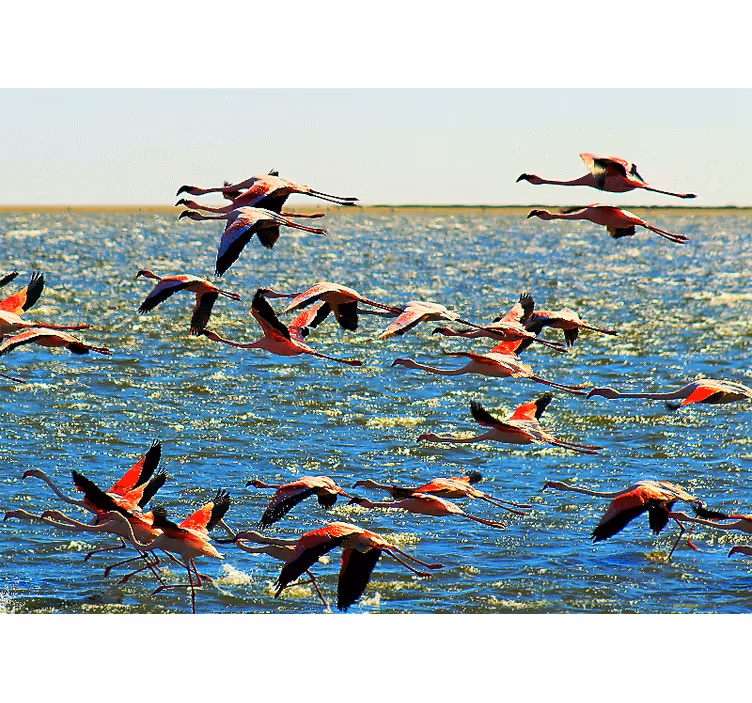 Lentävät flamingot eläin valokuvatapetti - Tenstickers