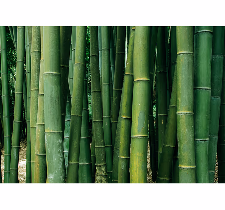 Rehevä metsä bambu valokuvatapetti - Tenstickers