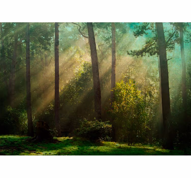 Syvän vihreä metsä auringonvalolla valokuvatapetti luonto - Tenstickers