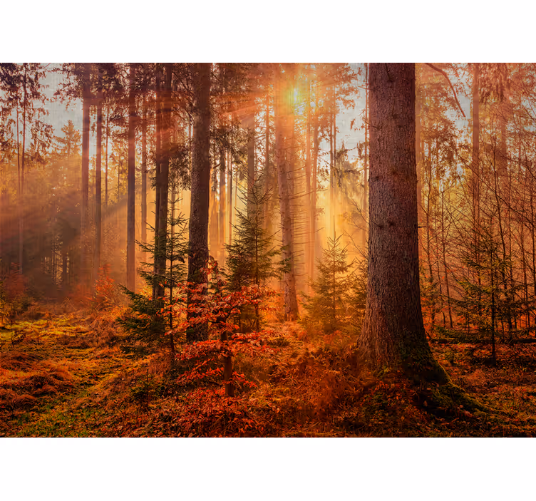 Säteilevä metsävalokuvatapetti - Tenstickers