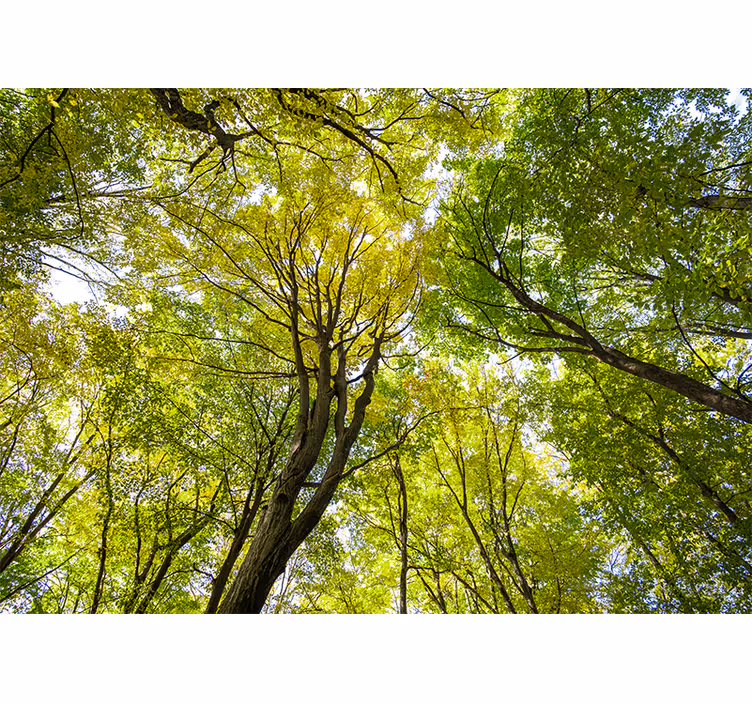 Vihreä metsäkatto luonto valokuvatapetti - Tenstickers