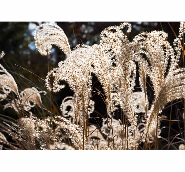 Elegant pampas -kukka valokuvatapetti - Tenstickers