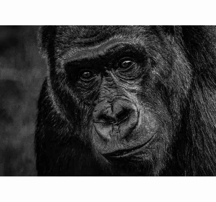 Gorilla lähelle eläin valokuvatapetti - Tenstickers