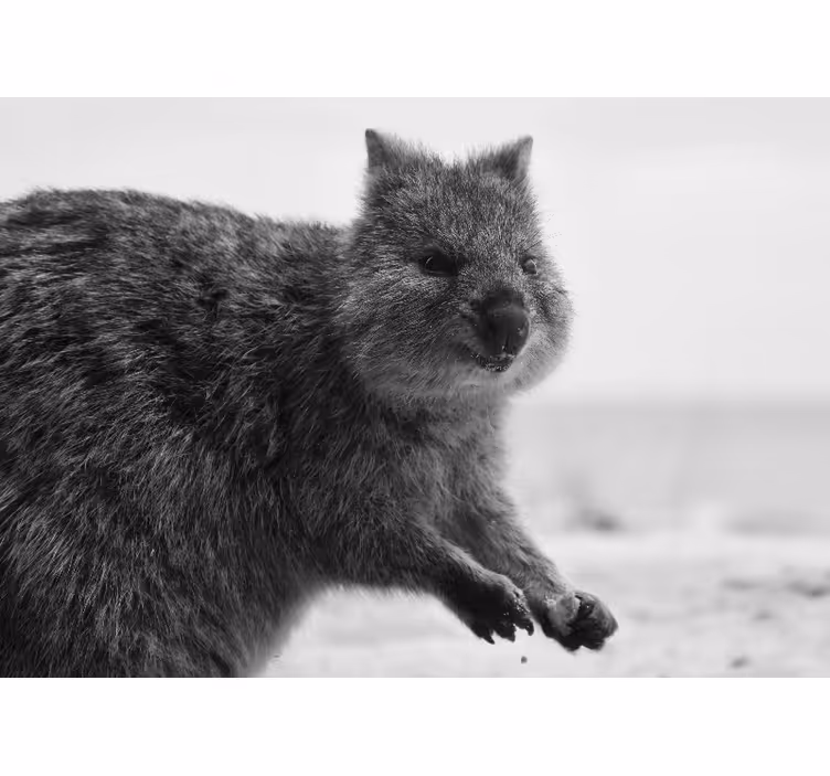 Lähellä wombatin ilme valokuvatapetti - Tenstickers