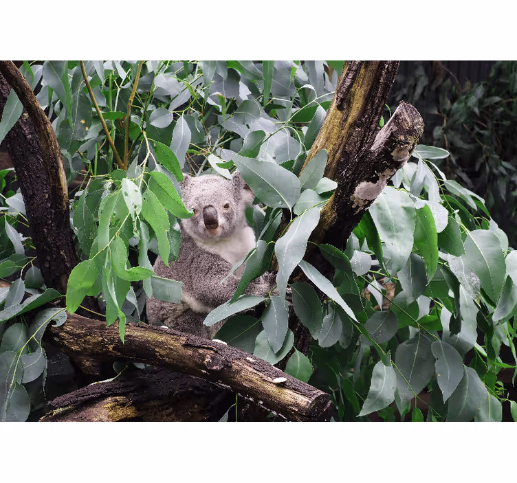 Koala lehdissä eläin valokuvatapetti - Tenstickers