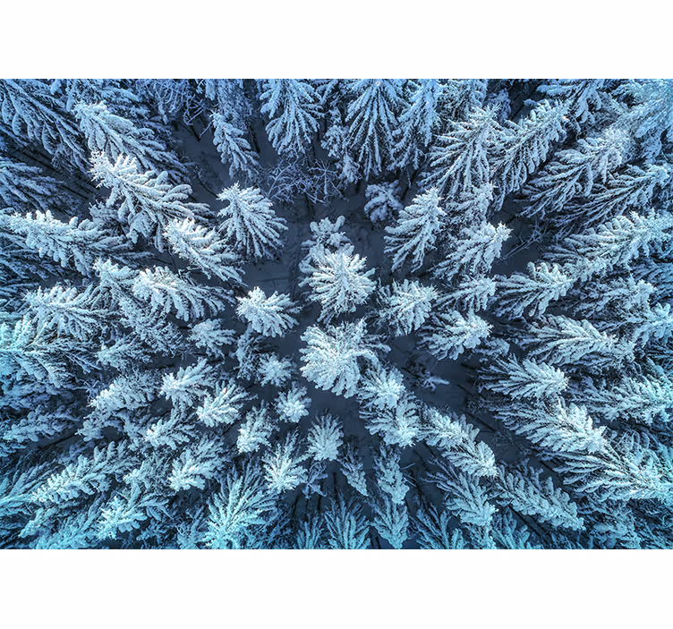 Jäätynyt mäntymetsä luonto valokuvatapetti - Tenstickers