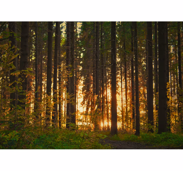 Auringonlaskun puusiluetit metsä valokuvatapetti - Tenstickers
