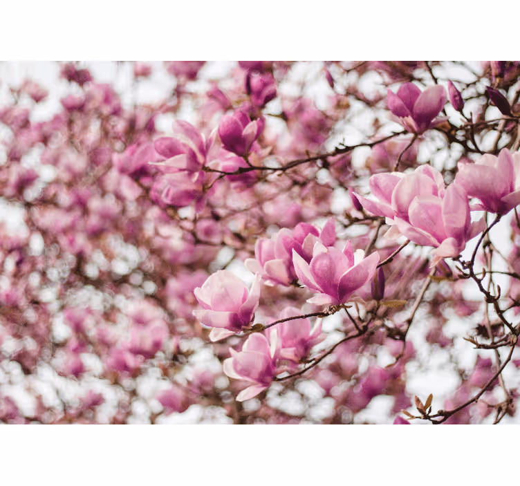 Magnolia kukkaesittely valokuvatapetti - Tenstickers