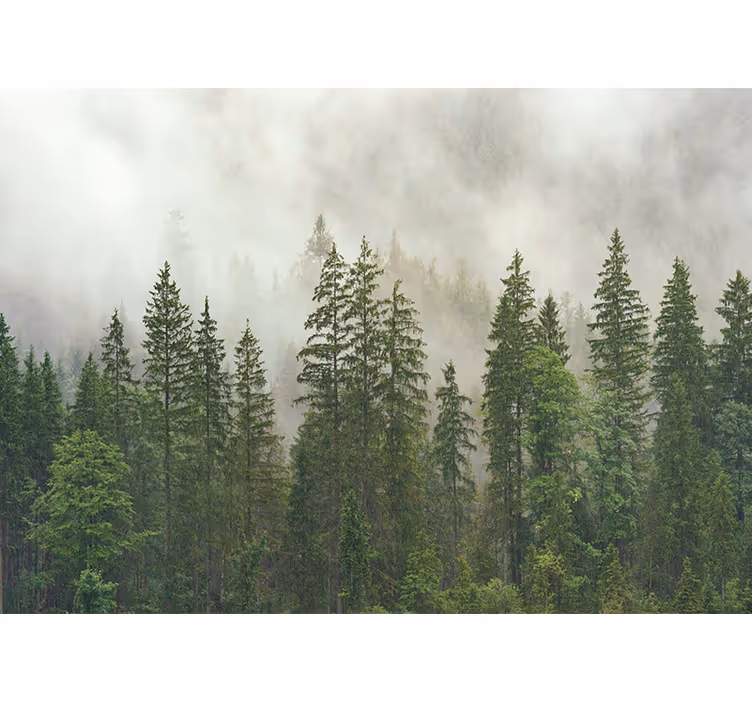 Hämyinen metsämaisema valokuvatapetti - Tenstickers