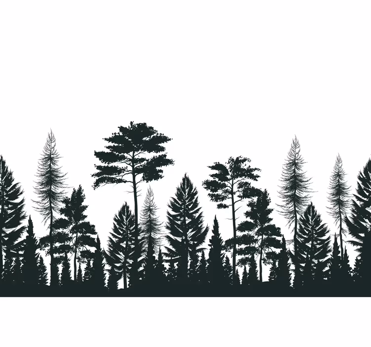 Mäntyjen siluetti valokuvatapetti metsä - Tenstickers