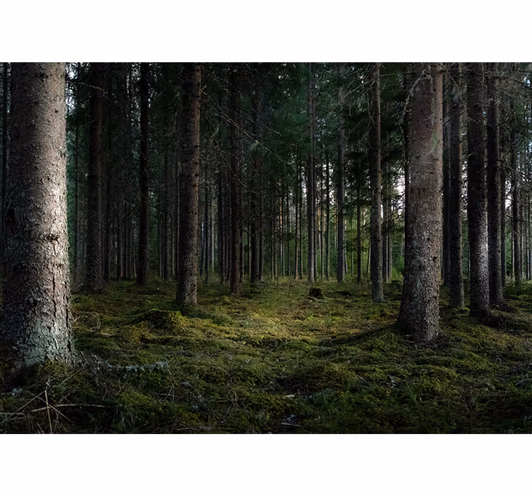 Rauhallinen maisema metsä valokuvatapetti - Tenstickers