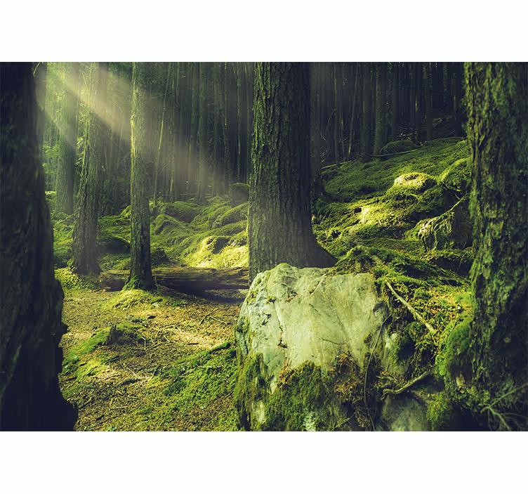 Kiviä sammalilla metsässä valokuvatapetti luonto - Tenstickers