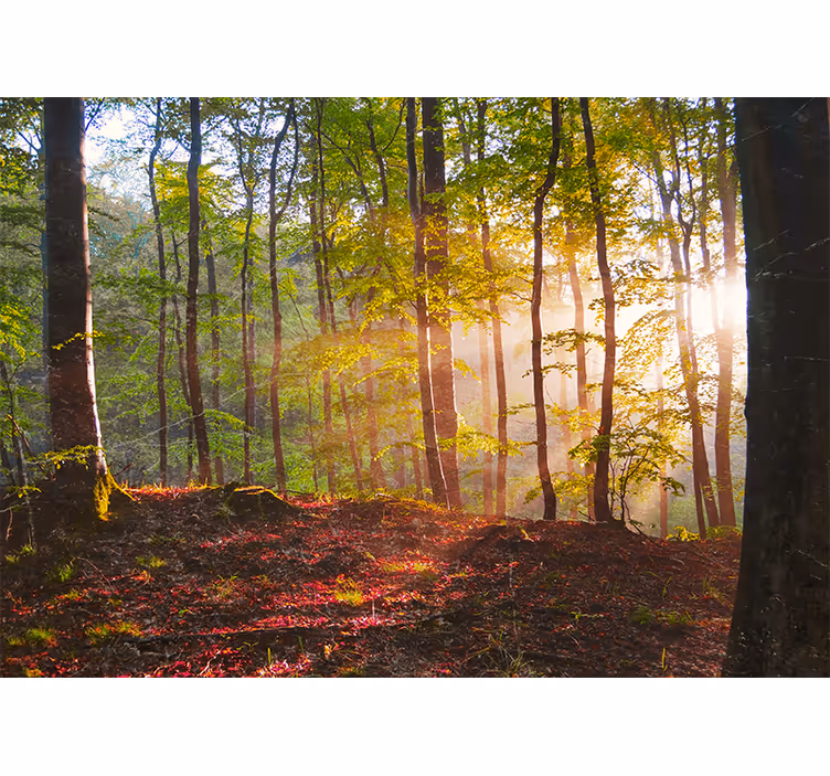 Auringonvalossa kylpevä metsä näkymä valokuvatapetti - Tenstickers