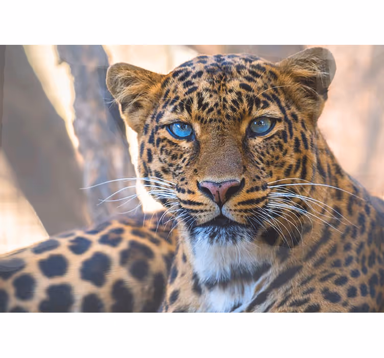 Leopardin muotokuva lähellä eläin valokuvatapetti - Tenstickers