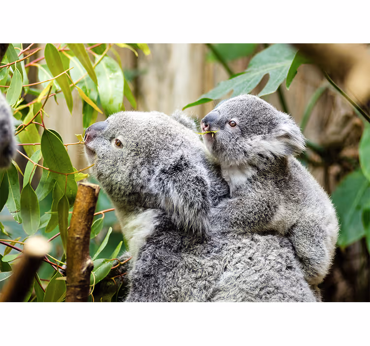 Koalat puussa eläin valokuvatapetti - Tenstickers