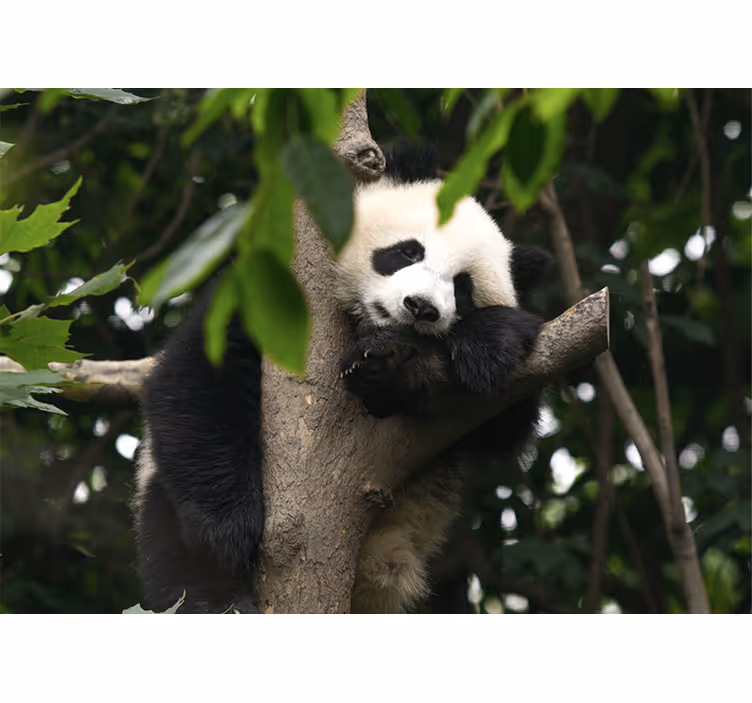 Panda lepäävä puu eläin valokuvatapetti - Tenstickers
