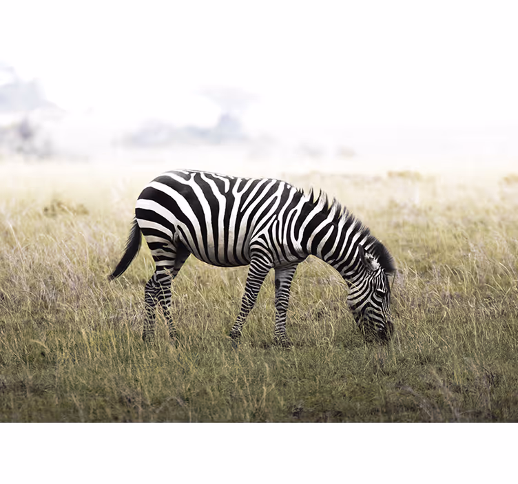 Zebra rauhallisesti nauttimassa eläin valokuvatapetti - Tenstickers
