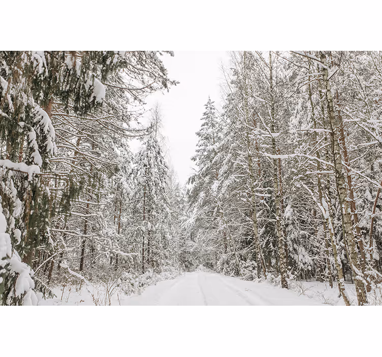 Talvipäivä valokuvatapetti metsä - Tenstickers
