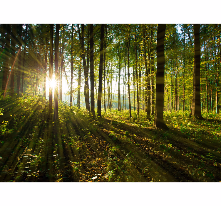 Aurinkoa puiden läpi valokuvatapetti metsä - Tenstickers