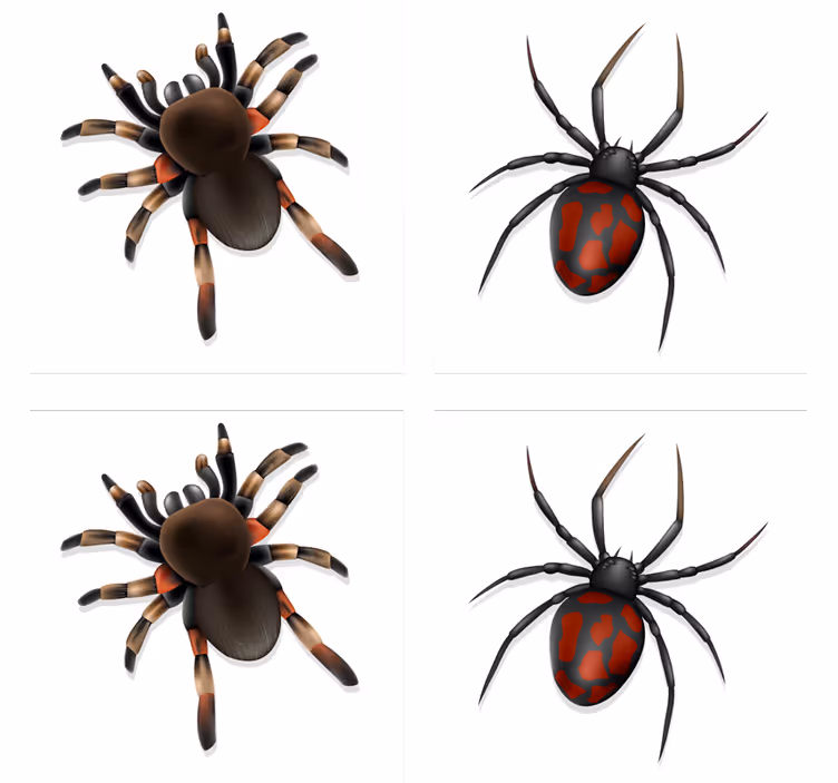 Realistinen hämähäkki halloween lasinalunen - Tenstickers