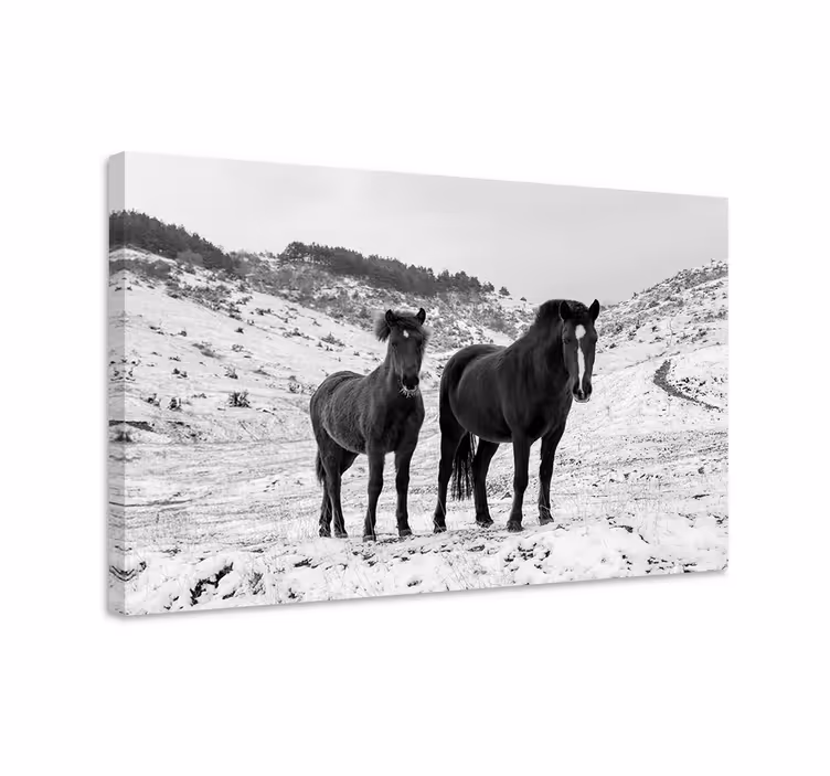 Hevoscanvas-tauluhevosetlumessa - Tenstickers