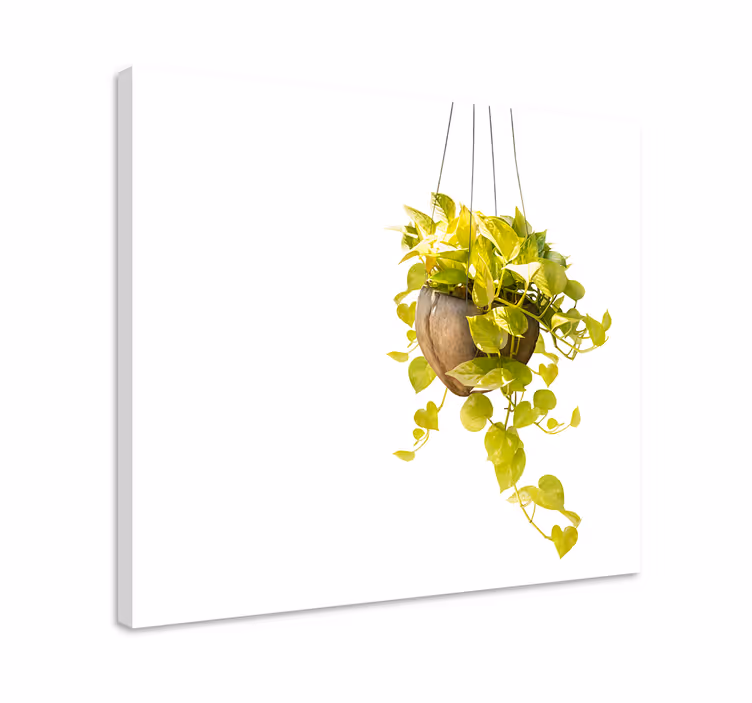 Roikkuu kori kasvi canvas - Tenstickers