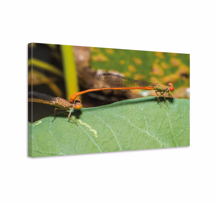 Sudenkorento canvas taulu parina - Tenstickers