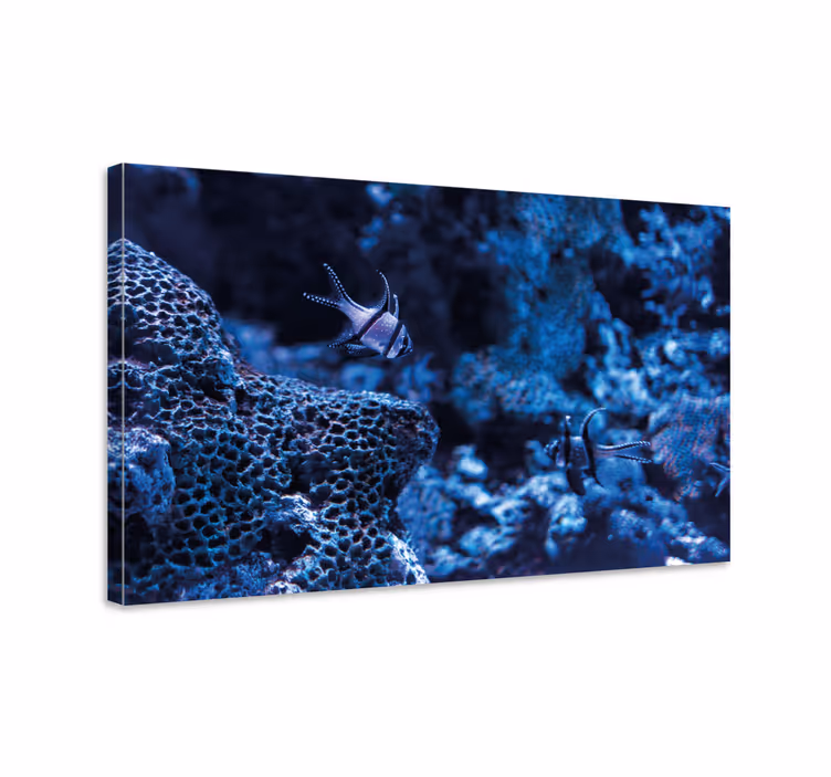 Koralliriutan kalat merimies canvas taulu - Tenstickers