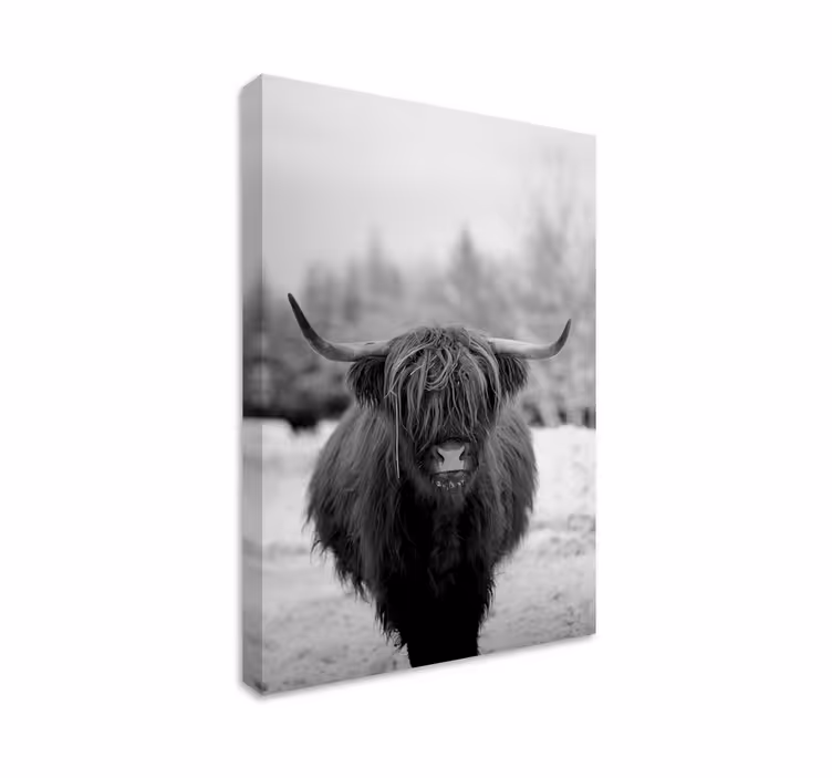 Ylämaan lehmä Muut eläimet canvas - Tenstickers