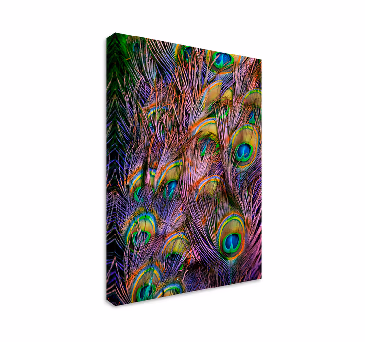 Riikinkukon sulka lintu canvas - Tenstickers