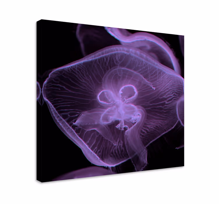 Meduusa taide Muut eläimet canvas - Tenstickers