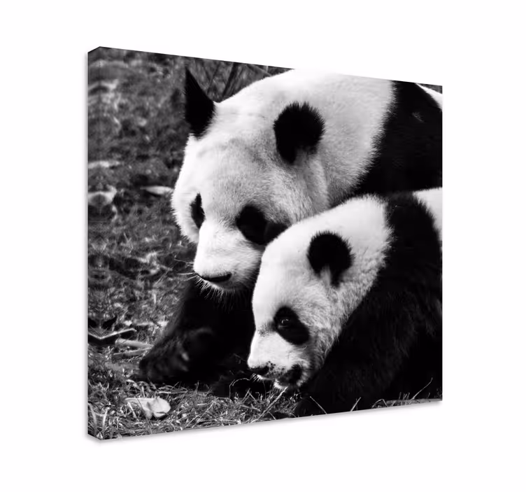 Pandaparihalaukset eläin canvas taulu - Tenstickers