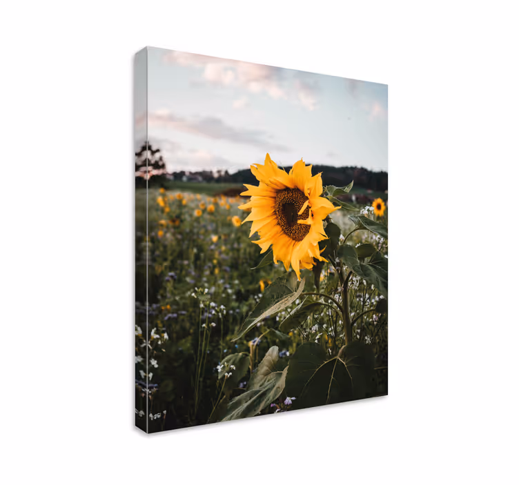 Auringonkukan kenttä canvas taulu kukka - Tenstickers